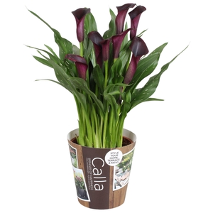 Zantedeschia Odessa Calla zwart met outdoor potcover