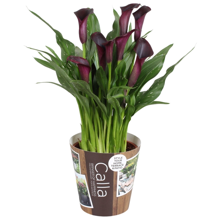 <h4>Zantedeschia Bullit Calla donkerpaars met outdoor potcover</h4>
