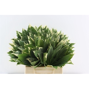 Aralia Variegata 45cm