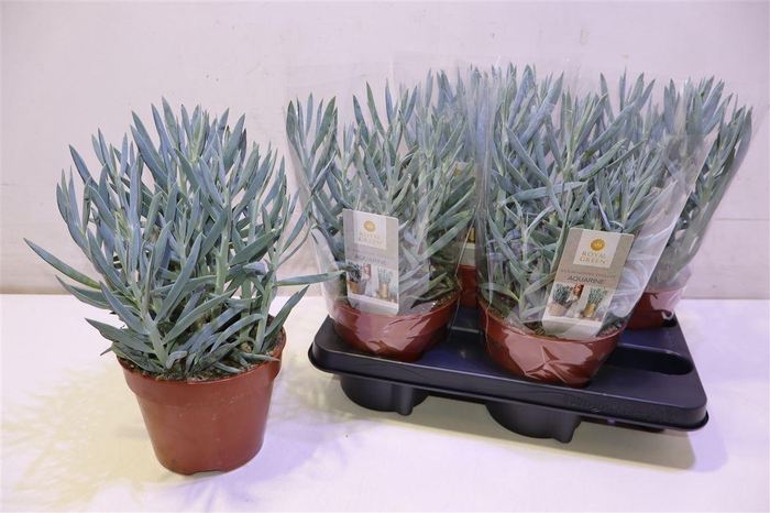 <h4>Curio Fic Mt Everest</h4>