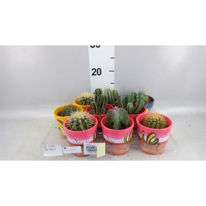 Cactus   ...