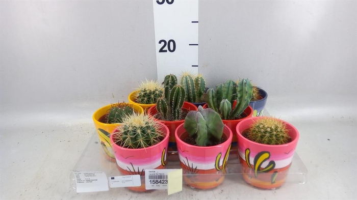 <h4>Cactus   ...</h4>