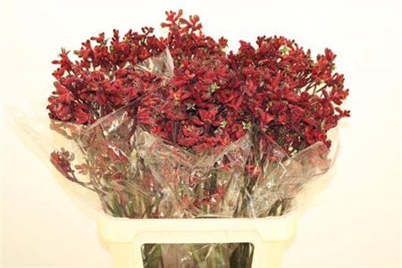 <h4>Anigoz Early Spring</h4>
