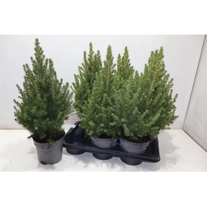 Picea Gl December