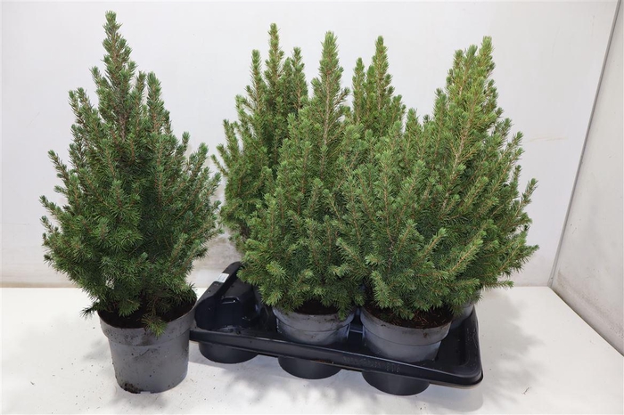 <h4>Picea Gl December</h4>