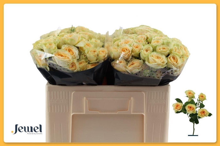 <h4>Rosa spray bandolero</h4>