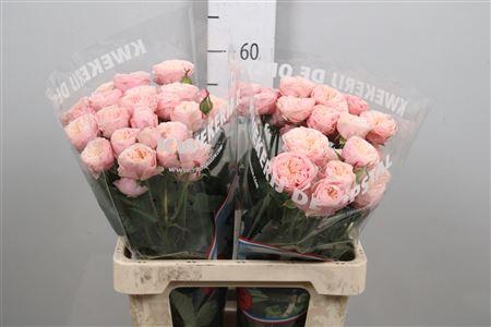 <h4>R Tr Royal Blush</h4>