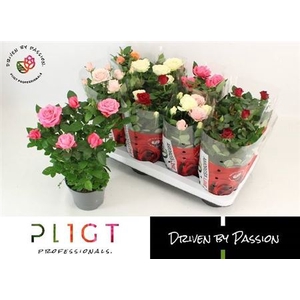 Rosa Amorosa mixed