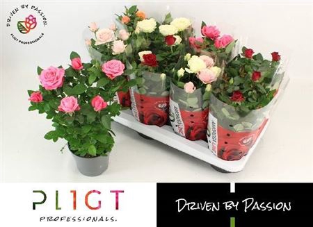 <h4>Rosa Amorosa mixed</h4>