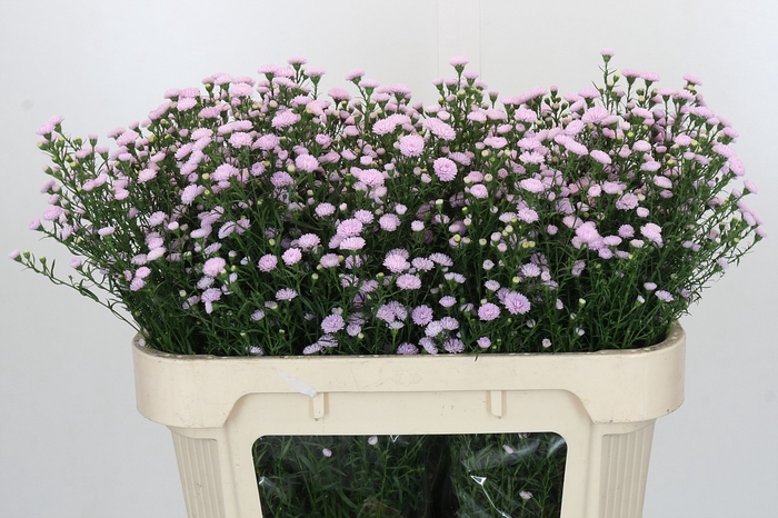 <h4>Aster Baby Pink Pearl</h4>
