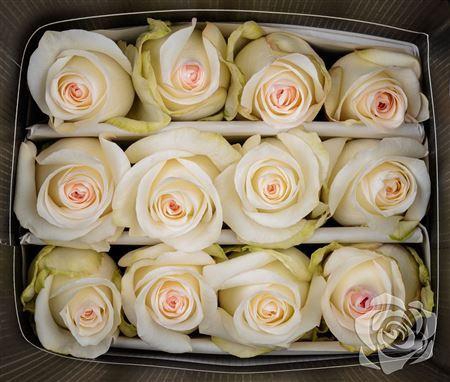 <h4>Rosa  grootbloemig Candlelight</h4>