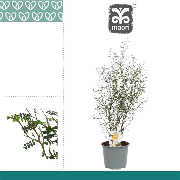 <h4>Sophora Maori Little Baby</h4>