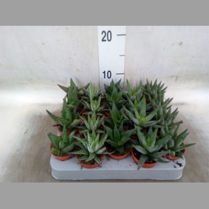 Aloe   ...mix