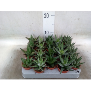 Aloe   ...mix