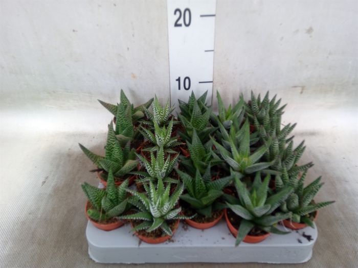 <h4>Aloe   ...mix</h4>