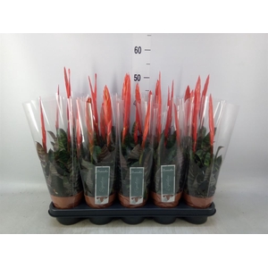 Vriesea  'Era'