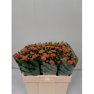 Chr S Ellison Salmon