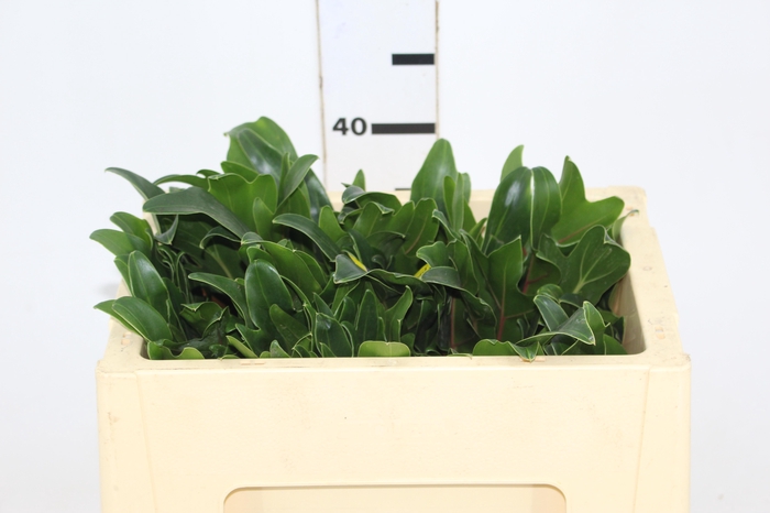 <h4>FOLHAGEM XANADU 050 CM</h4>
