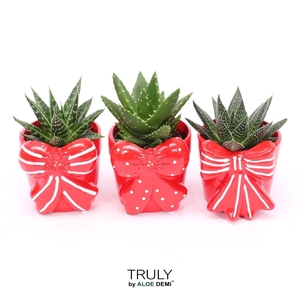 TRULY Haworthia Gasteria, Bow M