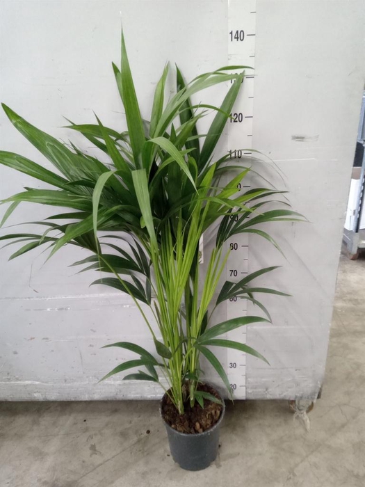 <h4>Howea forsteriana</h4>