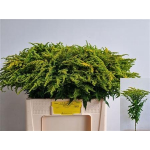 Solidago Strahlenkrone 60cm