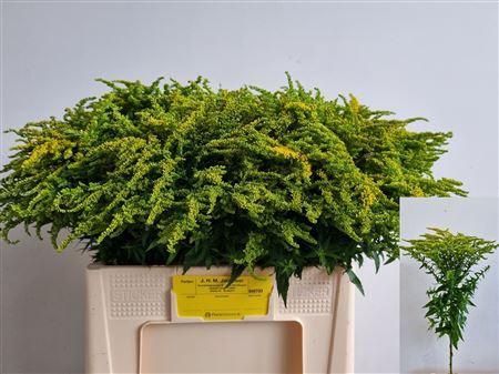 <h4>Solidago Strahlenkrone 60cm</h4>