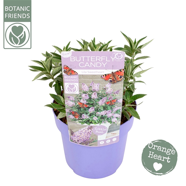 <h4>Buddleja Butterfly Candy 'Lila Sweetheart'®</h4>