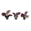 Calathea Princess Jesse 7 cm