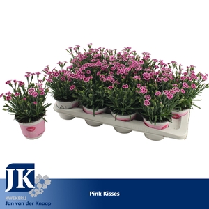 Dianthus Pink Kisses