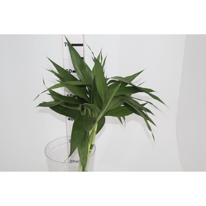 FOLHAGEM DRACENA SANDERIANA 060 CM VERDE