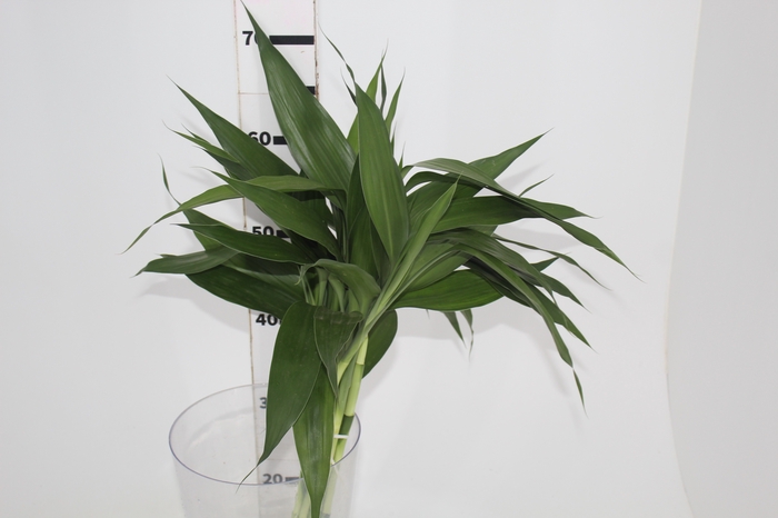 FOLHAGEM DRACENA SANDERIANA 060 CM VERDE