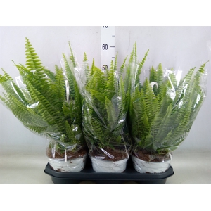 Nephrolepis exal. 'Sonata'