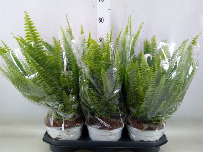 <h4>Nephrolepis exal. 'Sonata'</h4>