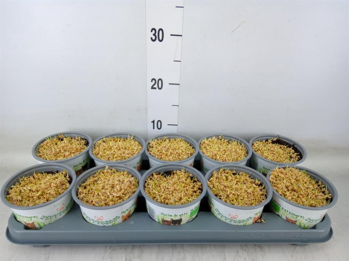 <h4>Hordeum sp. ...kattegras zaai</h4>