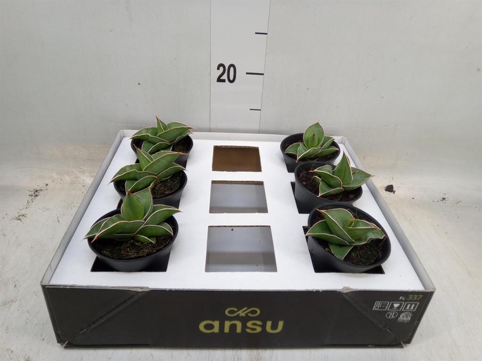 <h4>Sansevieria   ...</h4>