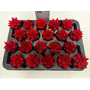 Echeveria Miranda 5,5Ø 8cm