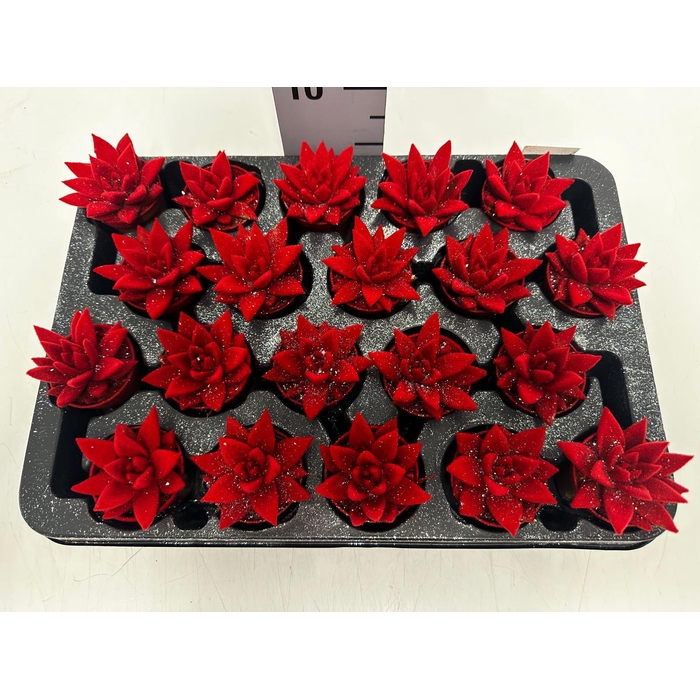 <h4>Echeveria Miranda 5,5Ø 8cm</h4>