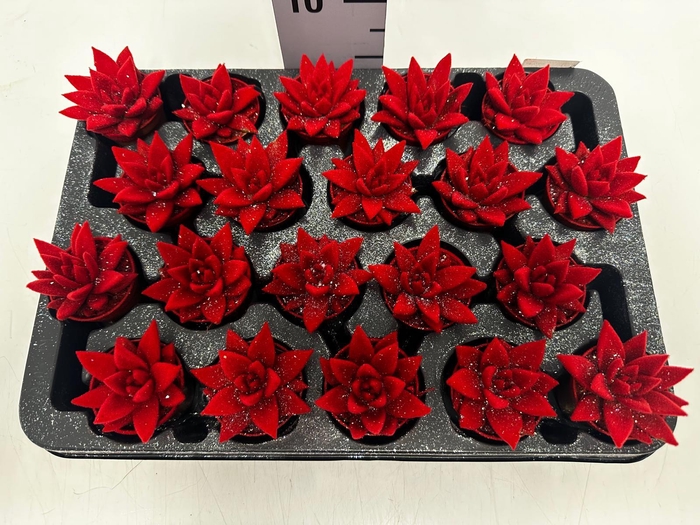 Echeveria Miranda 5,5Ø 8cm