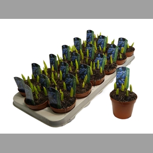 Scilla Siberica Blue