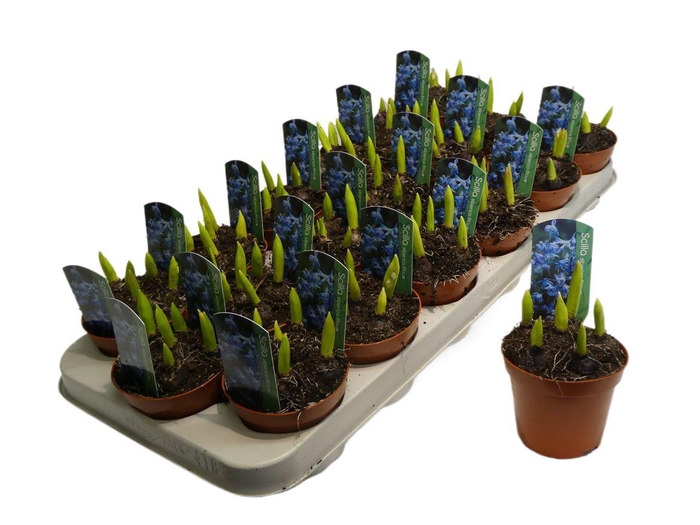 <h4>arr8 Scilla Siberica Blue</h4>