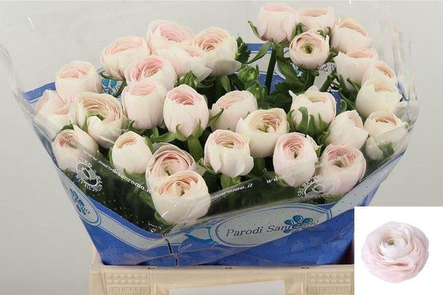 <h4>RAN SU HANOI</h4>