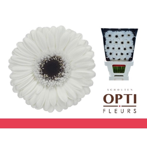 Germini Lido Diamond