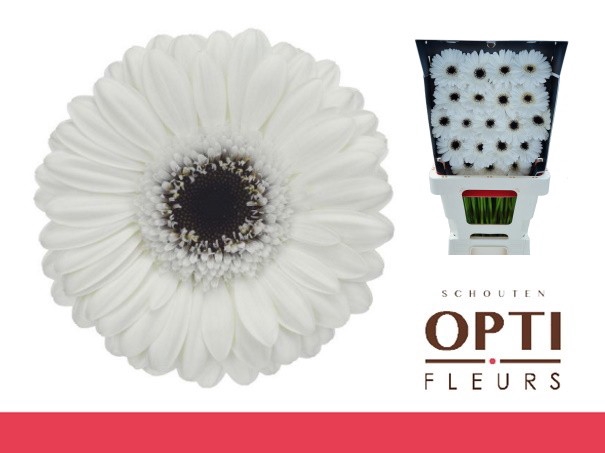 <h4>GE MI LIDO-Diamond*20</h4>