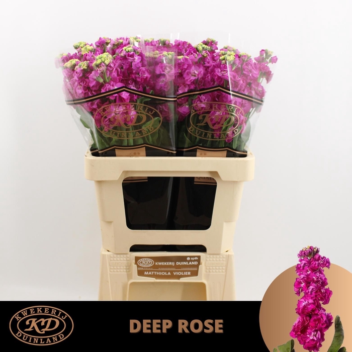 <h4>MATTH STOX DEEP ROSE</h4>