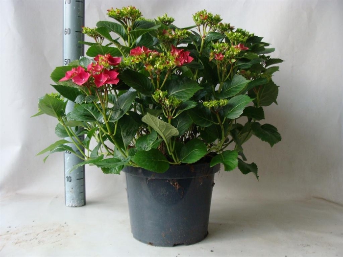 <h4>Hydrangea mac.   ...</h4>