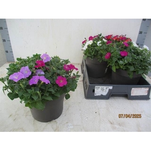 Petunia   ...mix