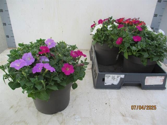 <h4>Petunia   ...mix</h4>