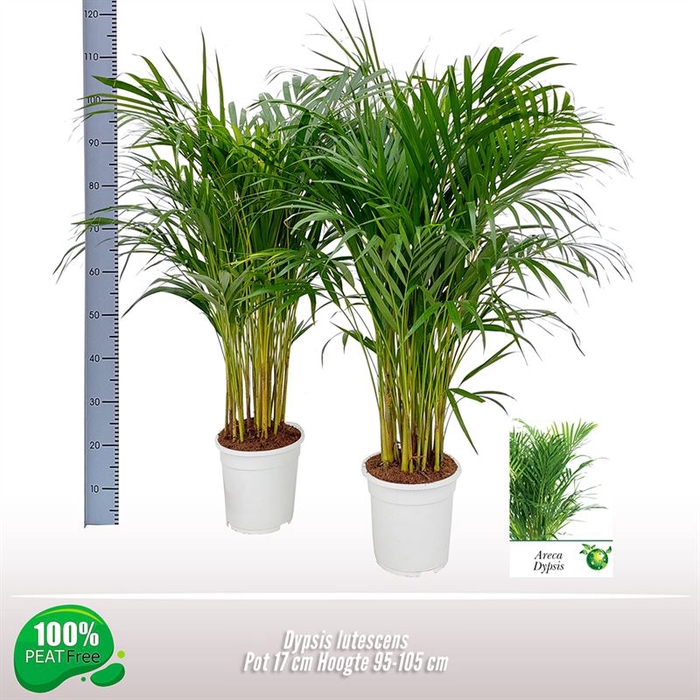 <h4>Dypsis lutescens</h4>