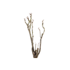Syringa Branch Super Bruneau