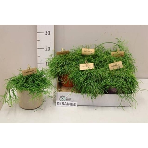 RHIPSALIS BA OASIS